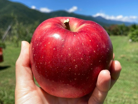 初出品サービス価格【朝採り当日発送】つがる3kg箱☆さわやかな甘さの定番夏りんご☆無選別規格（2.5kg〜3kg＝9~12玉目安）※化学合成農薬40%以上削減栽培