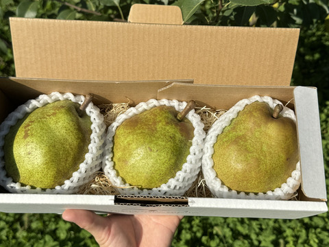 【ラフランス専業農家が贈る🍐】大玉ラ・フランス ３玉入り【日時指定可】