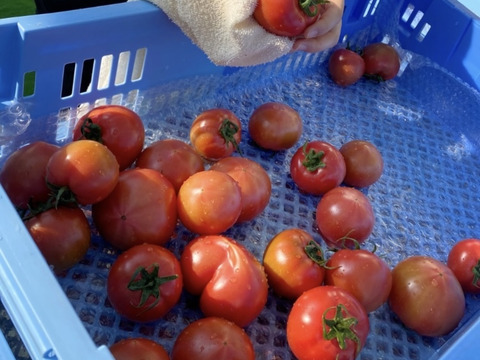 お試し】ずっしり❗️ジューシー❗️朝採り完熟トマト(規格外)：長野県
