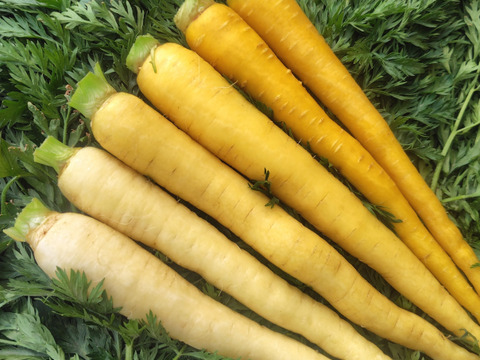 【3色】カラフルにんじん700g(5-7本程度)【葉なし・土付き】