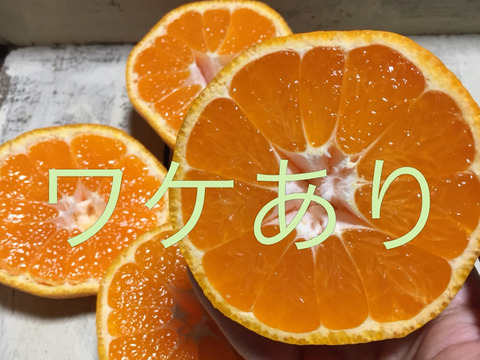 1月6日より発送 ワケあり 無農薬皮まで安心 青島みかん 1キロ