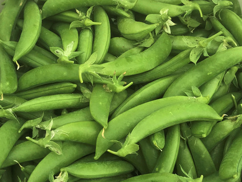 【数量限定】採れたて新鮮スナップエンドウ1kg