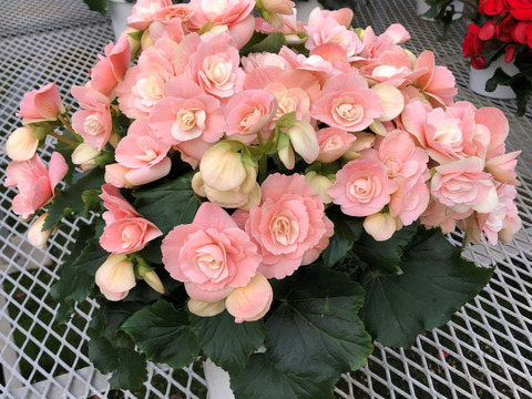 【贈答用】ハイセンスなピギーピンクは希少！エラチオールベゴニア【ビノスソフトピンク】５寸