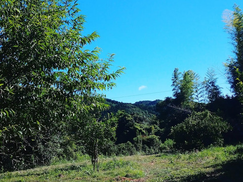 森薫る　原木まいたけ　500ｇ【世界農業遺産認定クヌギ林とため池がつなぐ国東半島】クヌギを使用して森で育てました。