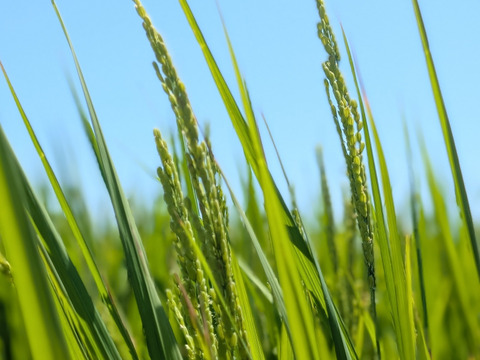 未精米【令和7年新米】ヒラヤマファームの米（5kg）