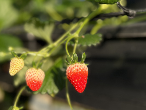八ヶ岳産 ありがいちご　「よつぼし」 12粒 食べ始めたら止まらない！1粒づつ包装で輸送に強い！標高1000m 太陽とミネラル豊富な水の恵み　期間及び数量限定