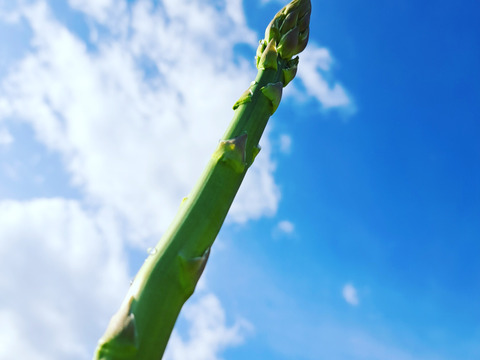 信州産 春どり アスパラガス（農薬・化学肥料不使用）