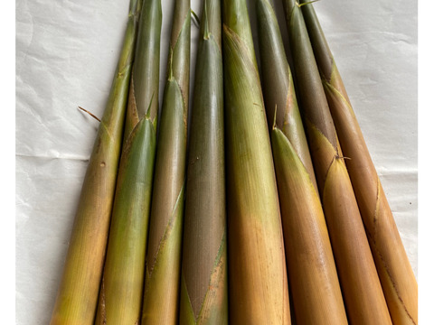 アク抜き不要！種子島の苦竹(にがたけ) 皮つき 2kg 【予約受付中】