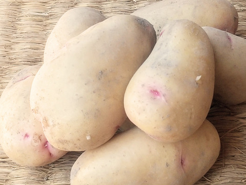 しっとりなめらか！はるか 1.5kg(7-18個程度)【新じゃが】