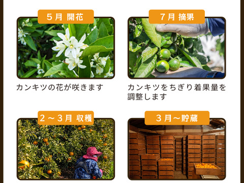 【食べ比べ】みかん・カンキツ詰め合わせセット4kg｜和歌山県海南市下津町から旬のみかん・かんきつ詰合わせセットを産地直送、農園直送でお届け。清見、セミノール、甘夏、八朔等、様々な柑橘が楽しめます