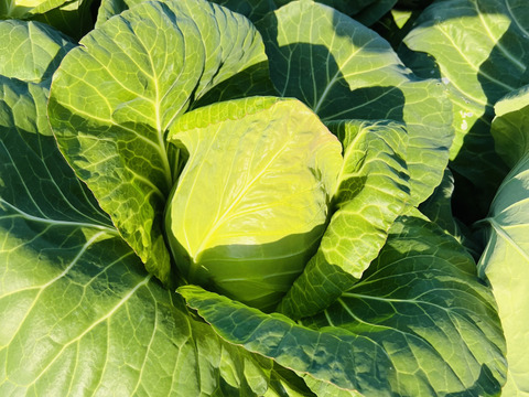 畑からの贈り物！『とんがりキャベツ』約1kg前後×2個セット