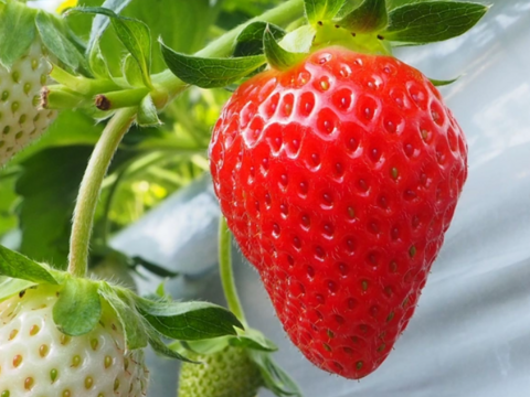 ★冷涼な軽井沢は7月までがいちごの旬★【軽井沢高原プレミアムいちご・化学農薬を限界まで抑えたこだわりの当園独自農法】☆厳選☆スタンダードBOX（15粒または18粒入り【贈答用】）