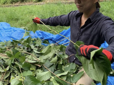 漢方茶 杜仲茶（茶葉80g）２袋セット【 送料無料】