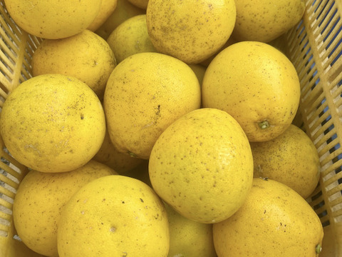 熊本県産 早摘み 訳あり 河内晩柑 9kg