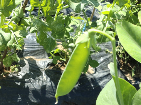 【お買い得☆旬の野菜セット（7〜10品目）☆６月☆】新鮮お野菜🌿７月の野菜セットはこちらです（URLリンク長押し）→https://www.tabechoku.com/products/241766