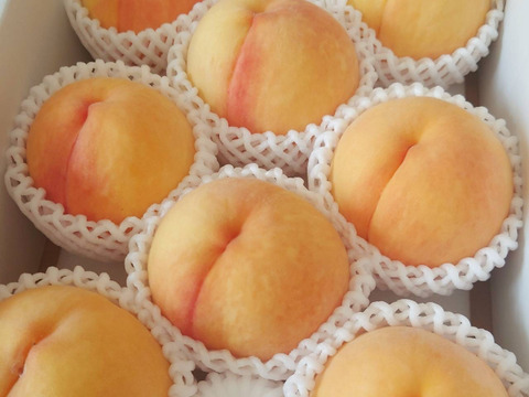 とろでもサクでも❣️黄金桃🍑6玉から8玉：和歌山県産の黄桃