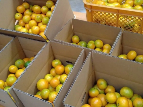 有田みかん【ゆら早生】中玉サイズ　5kg（箱込）