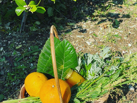 残りわずか オススメレシピ付き 自然栽培 夏みかん 甘夏食べ比べ3kg 愛知県産 食べチョク 農家 漁師の産直ネット通販 旬の食材を生産者直送