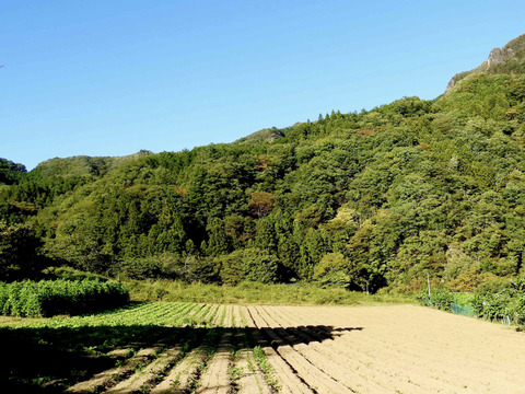 【農薬肥料不使用】自然栽培じゃがいも（小いもミックス）