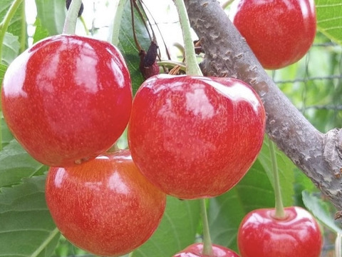 山形県産さくらんぼ　佐藤錦　1kg