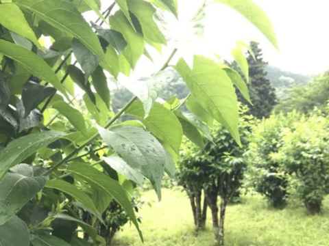 漢方茶 杜仲茶（茶葉80g）２袋セット【 送料無料】