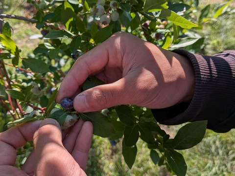 信州・奈川産！『冷凍ブルーベリー』600ｇ