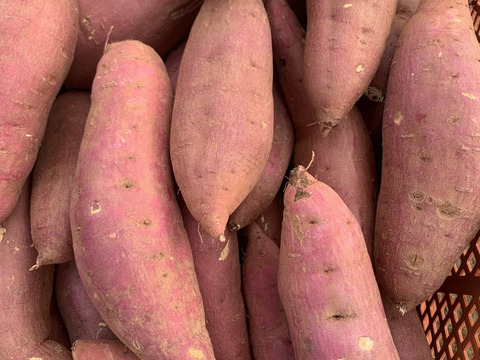 【訳あり】紅はるかM〜Lサイズ／5kg