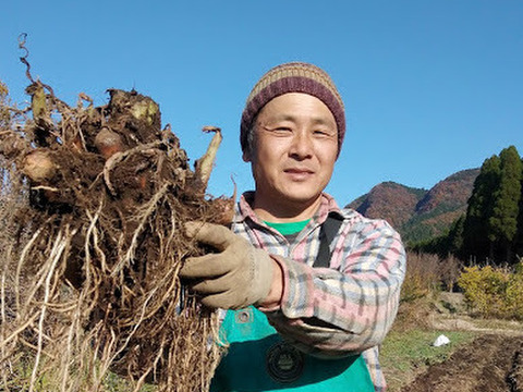 手が痒くならない　洗い里芋真空パック詰め　３袋