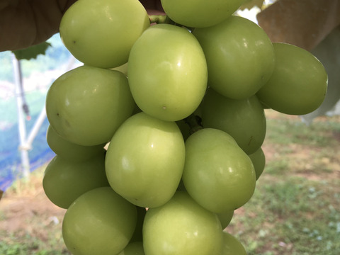 無添加ぶどうジャム120g×4品種セット