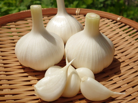【期間限定】新ニンニク1ｋｇ（栽培期間中農薬・肥料不使用）