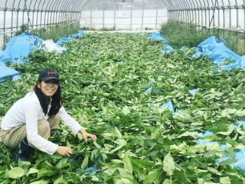 漢方茶 杜仲茶（茶葉80g）２袋セット【 送料無料】