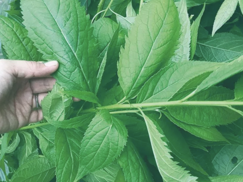 漢方茶 杜仲茶（茶葉80g）２袋セット【 送料無料】