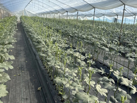 春野菜セット 鹿児島県指宿産 グリーンピース500g＋オクラ32本 農家直送