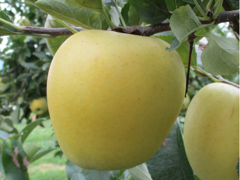 〈ギフト〉【金の蜜】旬の桃とりんごを閉じ込めた、ジュースセット（シナノゴールド）