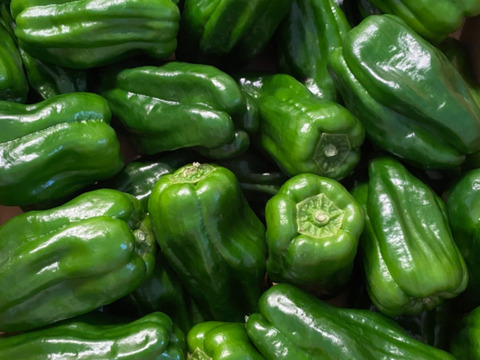 ファーム　高知県産ピーマン14キロ送料込み ファーム 高知県産ピーマン14キロ送料込み ピーマン - 【公式