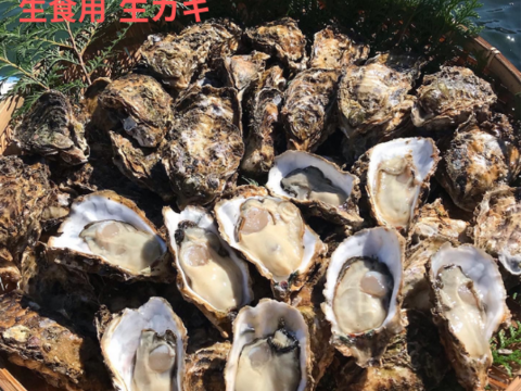 【生牡蠣】【生食用】三重県産 殻付き 浦村かき M～Lサイズ 50個入り (約5.5ｋg前後）（5～10人前）貝類 海鮮 BBQ 歳暮 バーベキュー母の日父の日【冬ギフト】【生で食べれる美味い牡蠣】
