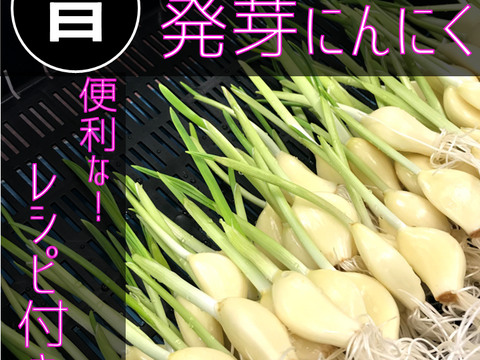 【秋の連休限定セール】根と芽も丸ごと食べられる！ロケット発芽にんにく『30本』＋訳あり品5本　岐阜産クリーンルーム水耕栽培　　　スプラウトにんにく
