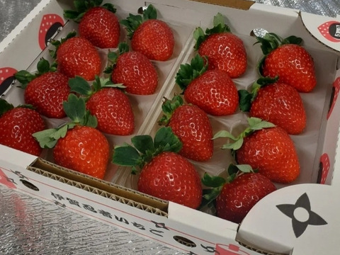 一箱 『プレミアムモカベリー 』 苺 いちご イチゴ 贈答品 ※時間指定は可能です。