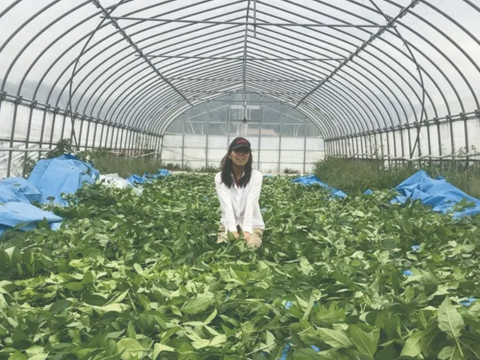 漢方茶 杜仲茶（茶葉80g）２袋セット【 送料無料】