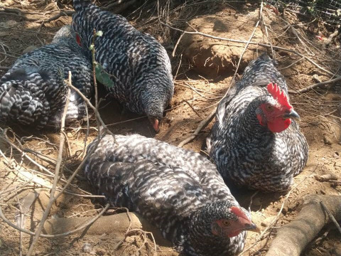 【サステナブルな地域循環型セット】農薬不使用野菜5種と国産飼料の放牧卵「君は太陽」10個