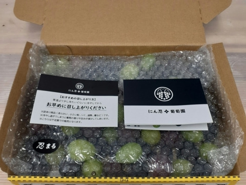 二箱　訳あり　忍まる　葡萄　ぶどう　果物　くだもの　にん忍葡萄園　※ご購入から１日～４日以内に発送