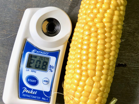 糖度18度以上　2～3L　10本　北海道産とうもろこし　恵味ゴールド