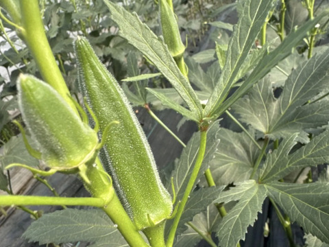 春野菜セット 鹿児島県指宿産 グリーンピース500g＋オクラ32本 農家直送