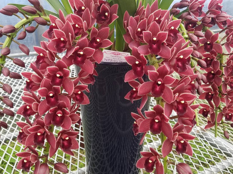 【花芽付きシンビジウム】ハチさんを誘引する蘭〝フォアゴットンフルーツ〟