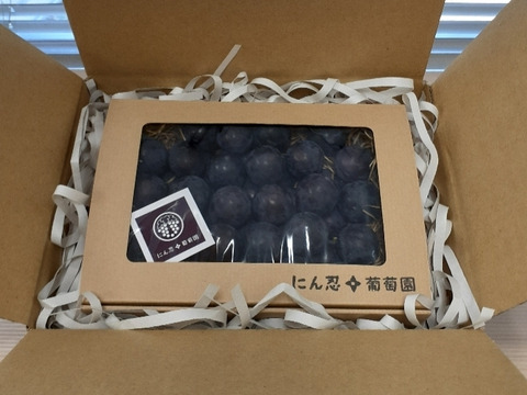 一箱　紺ギフトBOX　約600g　
葡萄　ぶどう　粒ぶどう　ご褒美　贈答用　贈り物　ギフト　にん忍葡萄園　※ご購入から１日～３日以内に発送