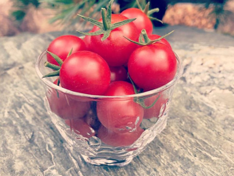 【お試しパック】◆濃甘◆深い味わいの愛情たっぷりbaby tomato‐濃（JYOU)！！！
