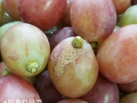 訳あり　忍まる　葡萄　ぶどう　果物　くだもの　にん忍葡萄園　※ご購入から１日～４日以内に発送