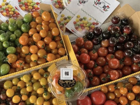 ✨✨何が来るかは貴方の運次第✨✨龍宮トマ手箱🍅