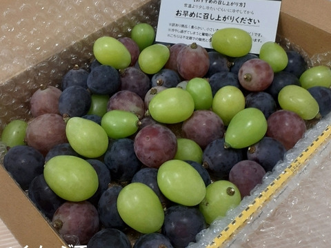 訳あり　忍まる　葡萄　ぶどう　果物　くだもの　にん忍葡萄園　※ご購入から１日～４日以内に発送