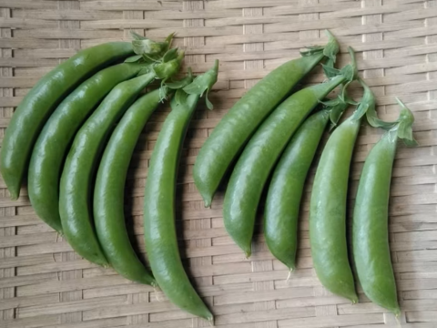 [なゆた農場]スナップエンドウ2品種セット1kg